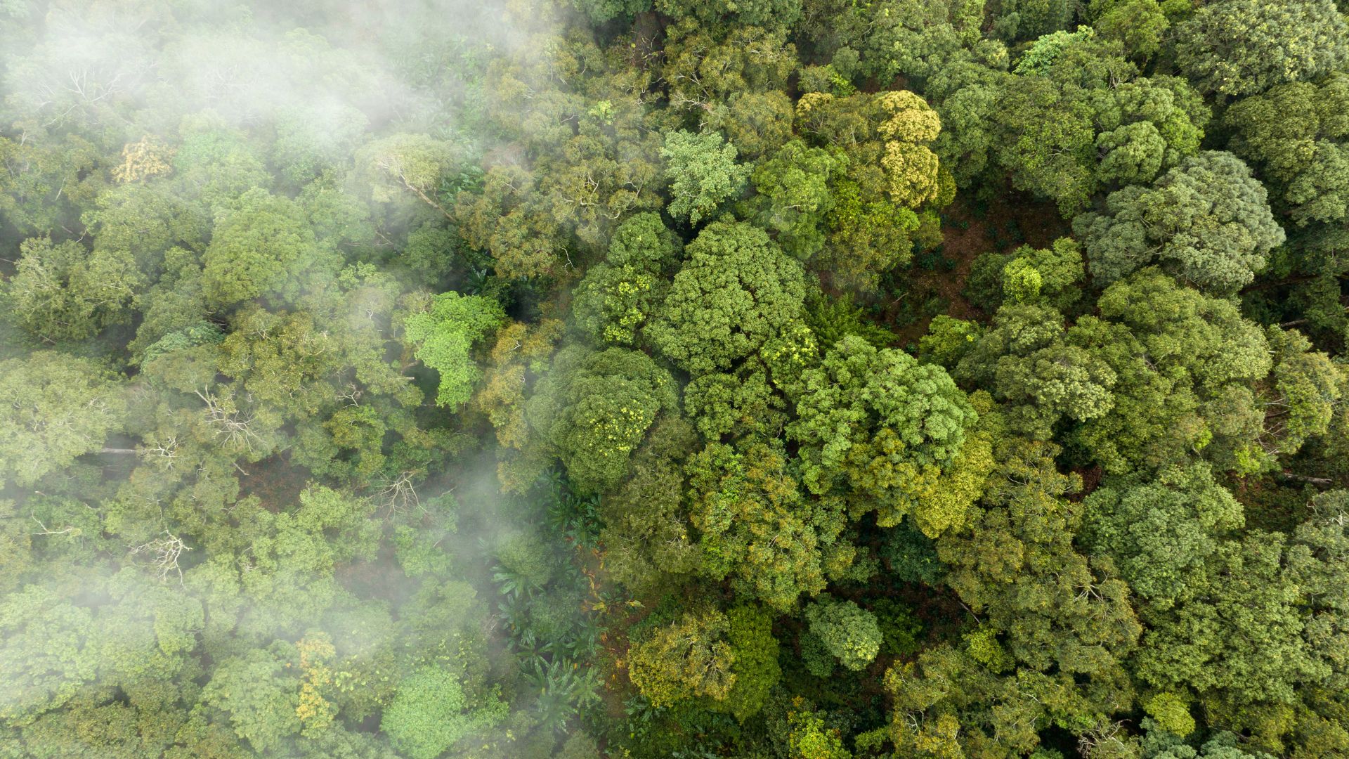 Mercado de carbono é ativo promissor